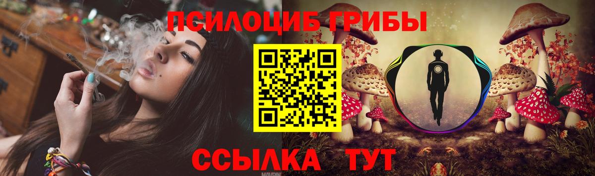Псилоцибиновые грибы прущие грибы  Миасс  Псилоцибиновые грибы Psilocybe 